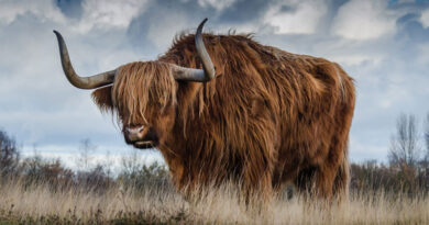 Sanctuary was supposed to be a safe place for Australian wildlife. Then came the fire.