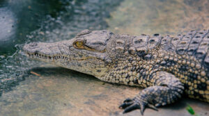 Some ancient crocodiles may have chomped on plants&hellip;